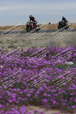 media/Jan-14-2023-SoCal Trackdays (Sat) [[497694156f]]/Turn 14 Exit Bloomig (145pm)/